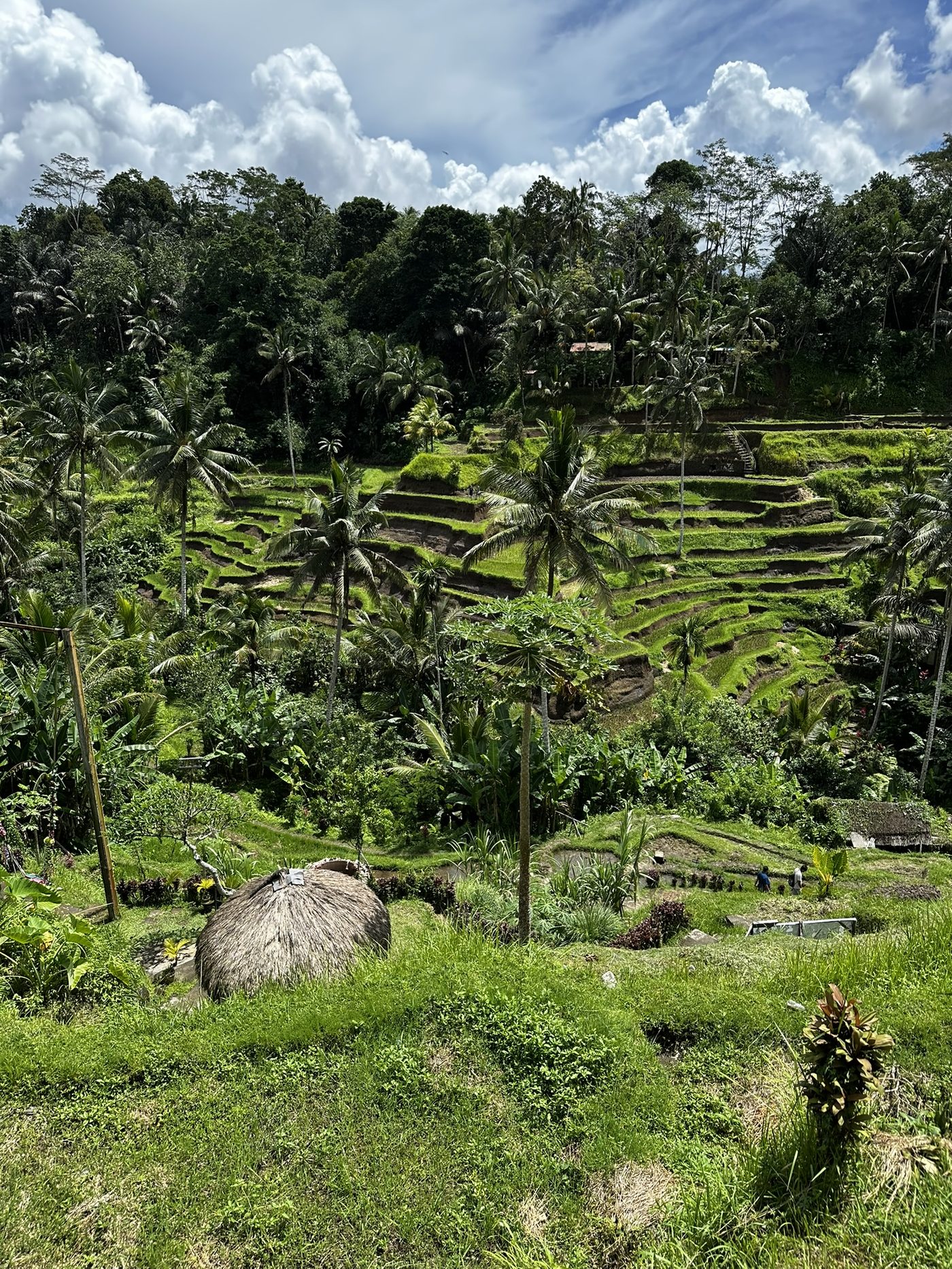 Mapy sensu — jak mózg organizuje rzeczywistość w strukturę znaczeń